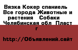 Вязка Кокер спаниель - Все города Животные и растения » Собаки   . Челябинская обл.,Пласт г.